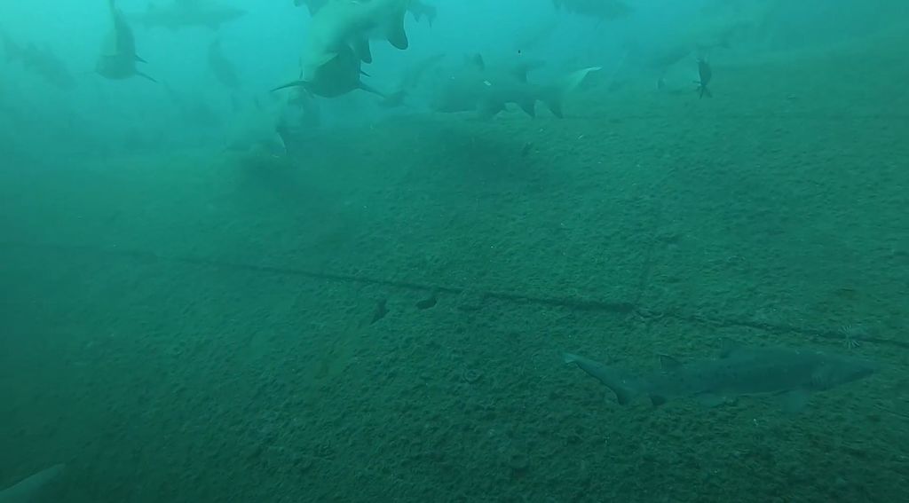 2f4f37a5-8715-4fb0-9a39-58a3af3ad4ce