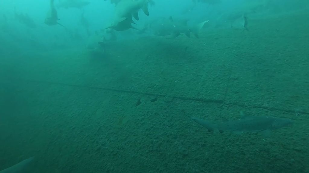 2f4f37a5-8715-4fb0-9a39-58a3af3ad4ce