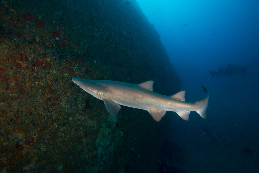 e130fc72-0432-49dc-b971-82f06d0e06c3