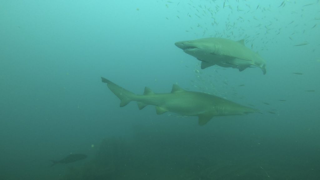 8b542327-ab94-4f3c-b0a2-ebcca2978842