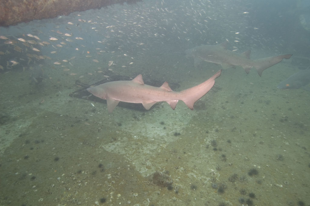 ff9d145e-c657-4602-a857-131a34971849