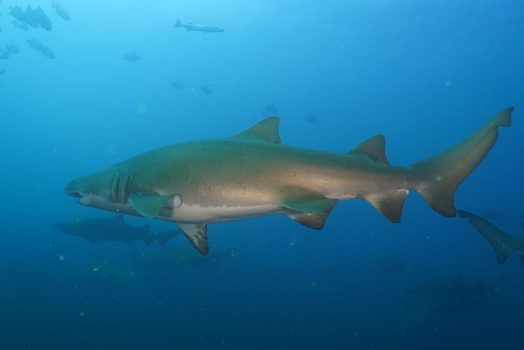 52896c45-c1fb-4075-812f-7a6ab2e0ff96