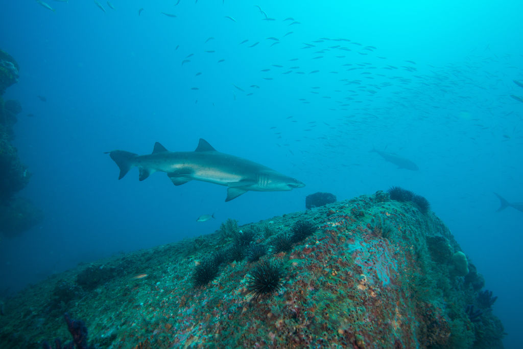 a5237c57-ee56-4fcc-bbc5-4ad6bb029b70