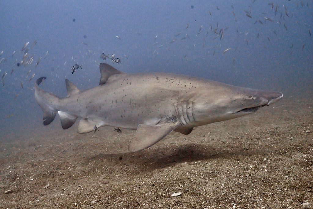 d927654b-588b-4e7b-a11d-dd849e4bb720