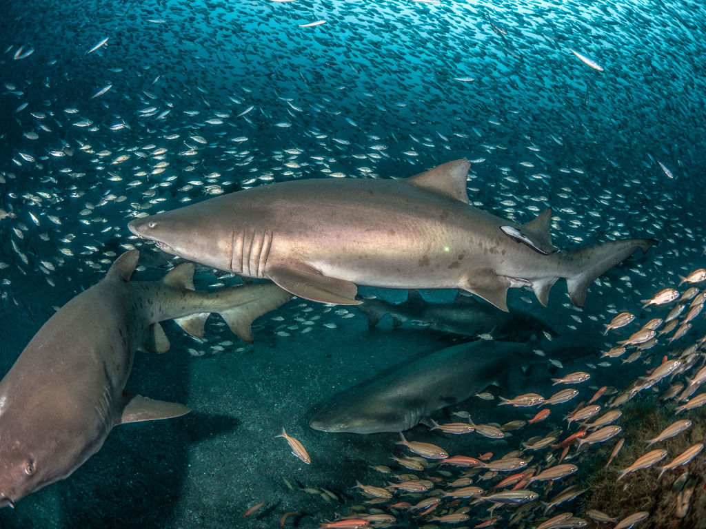 db18de3e-7293-45a6-aa04-c71317c18a45