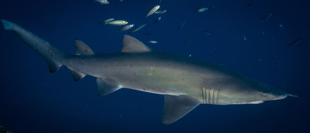 d93b1830-0455-4e52-b729-e6addebf2835