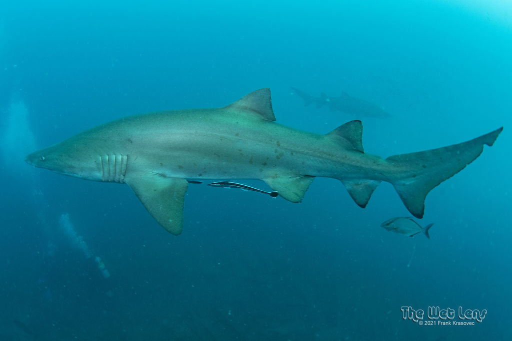 42dd8b6d-9918-4d84-a9c5-df428e5b017b