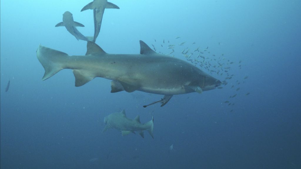 9485fa3f-798b-4994-9a20-c70b7a5c96e2