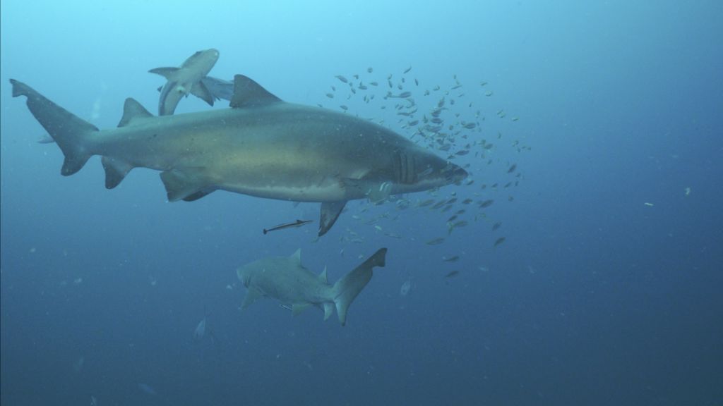 9485fa3f-798b-4994-9a20-c70b7a5c96e2