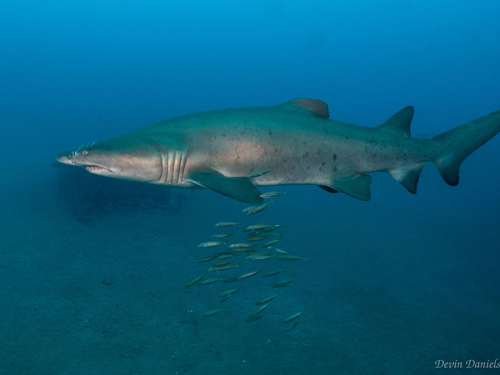 2b6d0ee2-7c29-4c33-abde-440fe637fc72