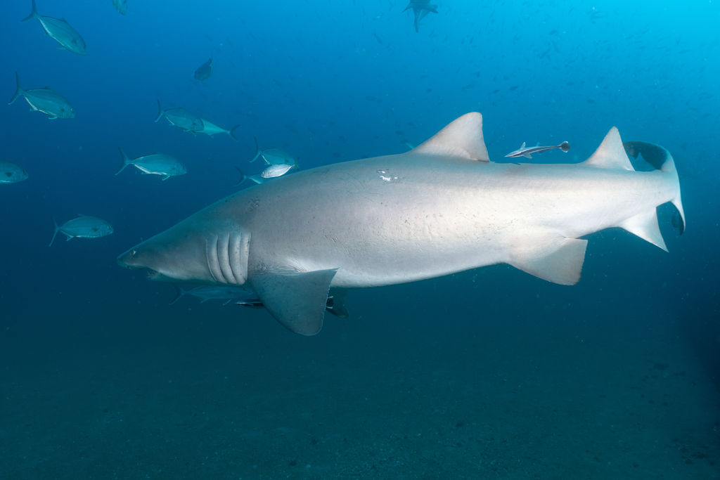 aa5bc6c9-6290-40b5-af87-c7814ec4e285