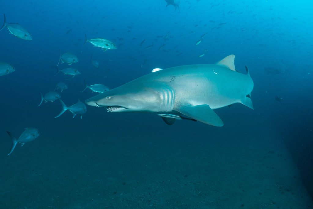 aa5bc6c9-6290-40b5-af87-c7814ec4e285