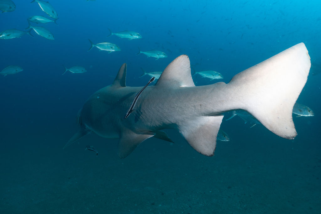 aa5bc6c9-6290-40b5-af87-c7814ec4e285