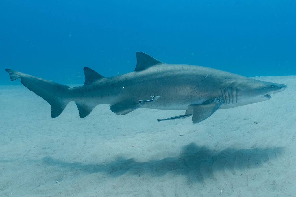 a890dbec-5bea-4fb6-8ae5-141ca5b79ee7