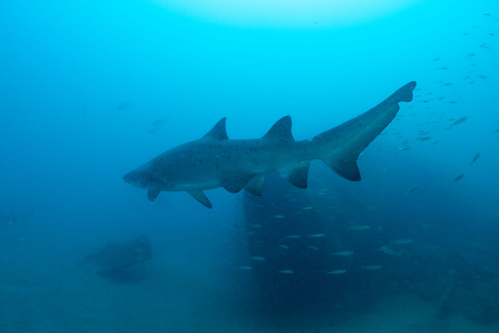 6068ef68-66f1-4adf-8403-e78ffd5c6c8c