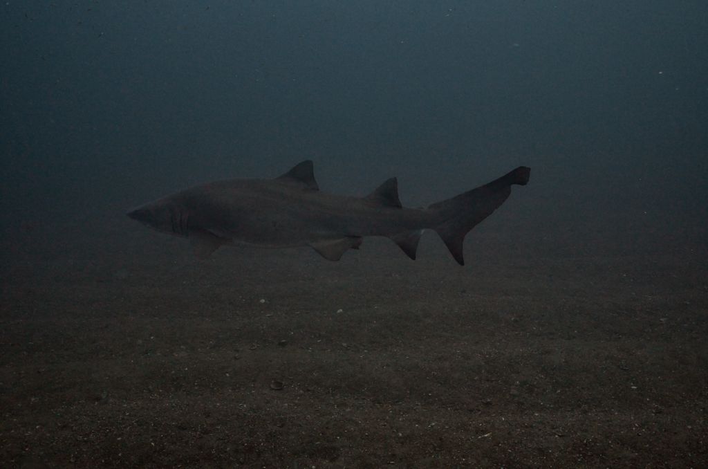 51dd2817-a81b-4036-95b6-d5e52d2da7ab