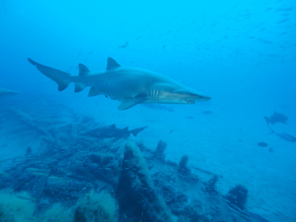 72044d3b-2365-4d0b-a9f9-41ccdf4141c6