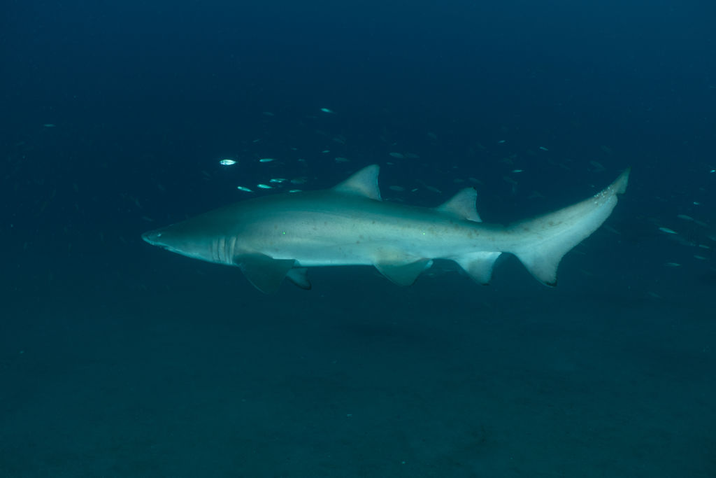 62992729-5c9f-4678-9947-eb2c35d34cc5