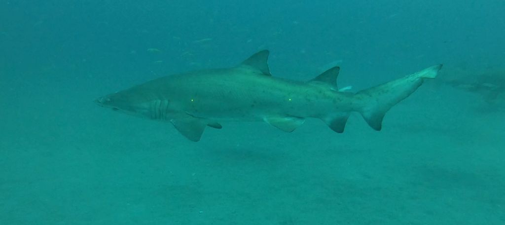 62992729-5c9f-4678-9947-eb2c35d34cc5