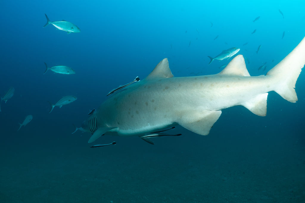 7685a7b0-87ef-44b9-b223-c7c431381b1f