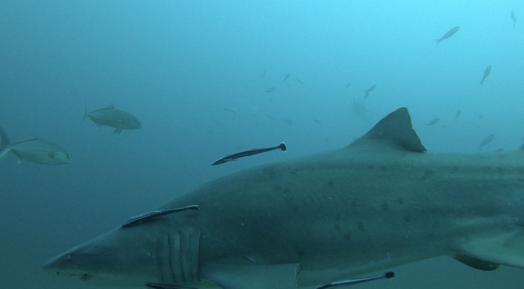 7685a7b0-87ef-44b9-b223-c7c431381b1f