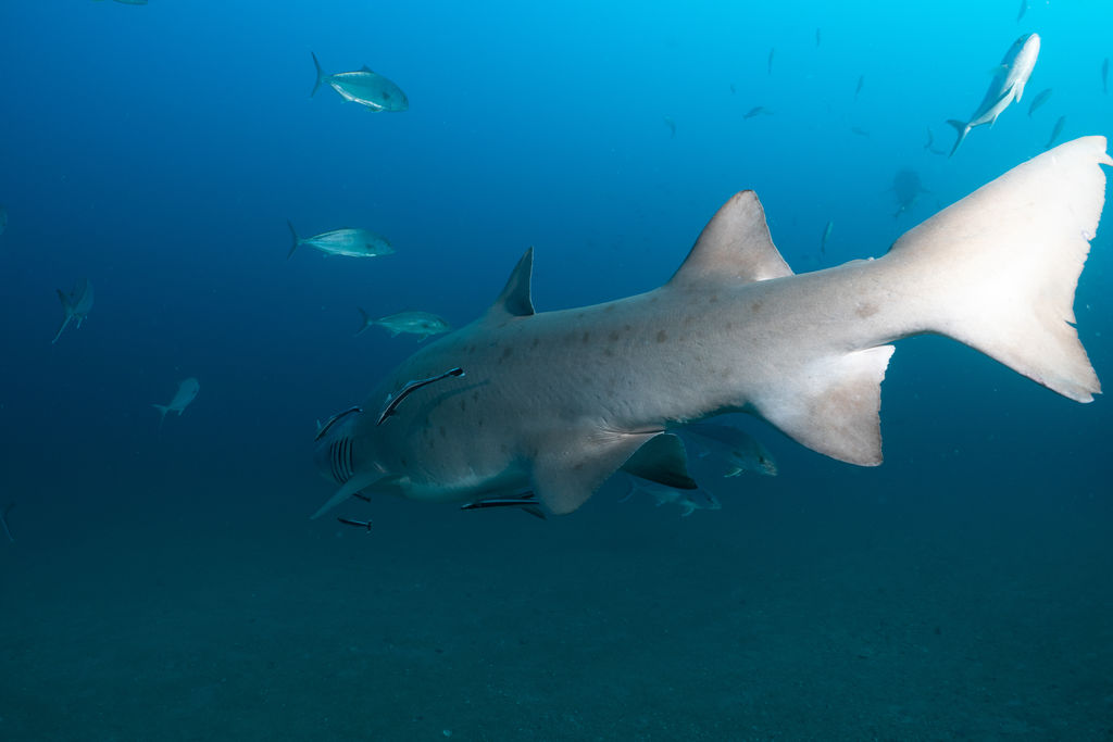 7685a7b0-87ef-44b9-b223-c7c431381b1f