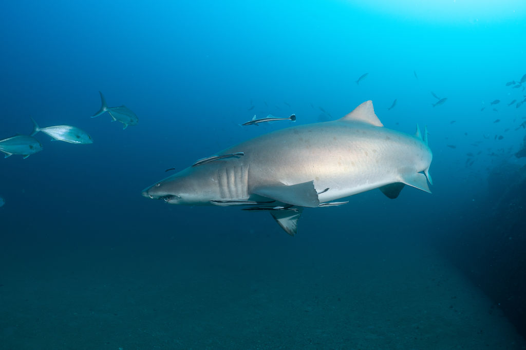 7685a7b0-87ef-44b9-b223-c7c431381b1f