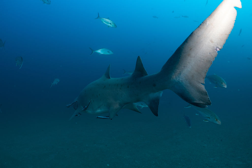 7685a7b0-87ef-44b9-b223-c7c431381b1f