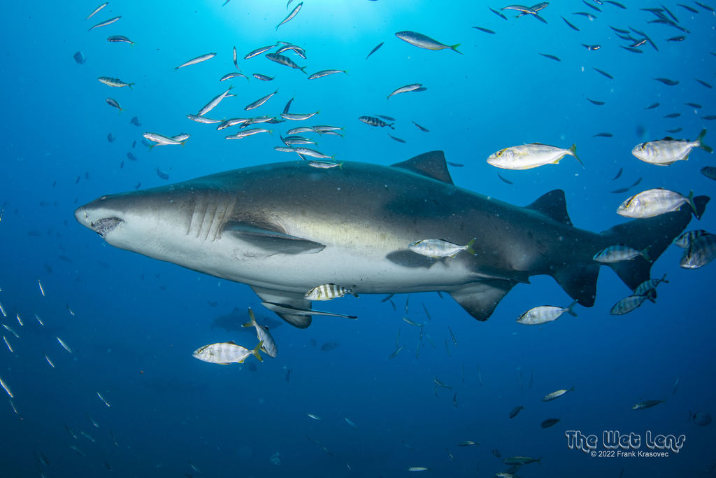 f41edeb4-cb49-4bfe-a8ff-3bf9e19bcc35