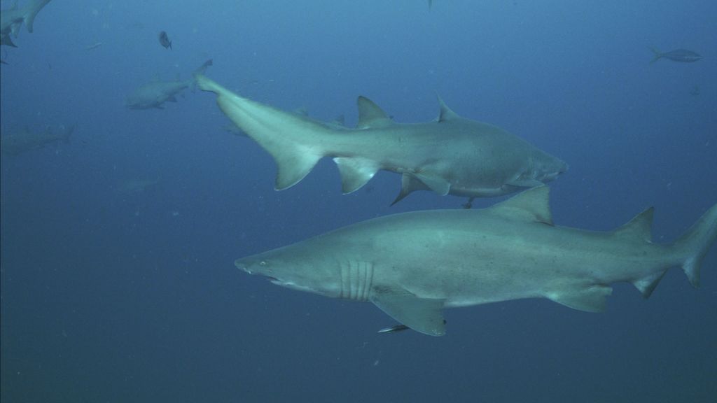 6d5911f2-da19-4b55-ac04-da674e17af9c