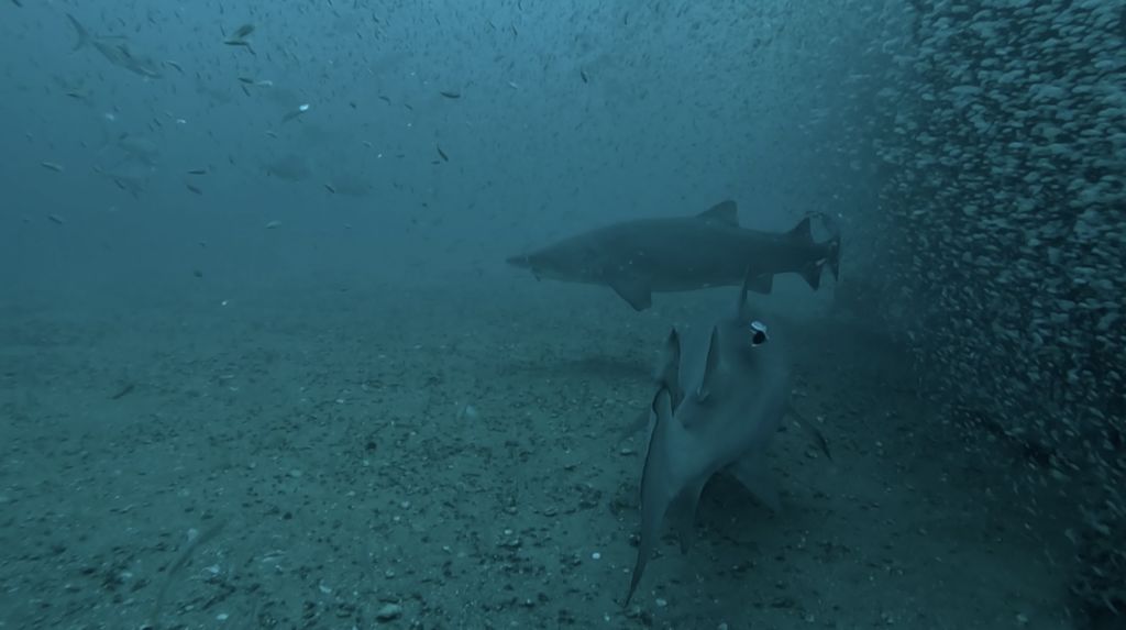 ca03650f-13c2-482f-ace4-24bcc7ec31fb