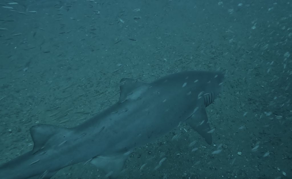 ca03650f-13c2-482f-ace4-24bcc7ec31fb