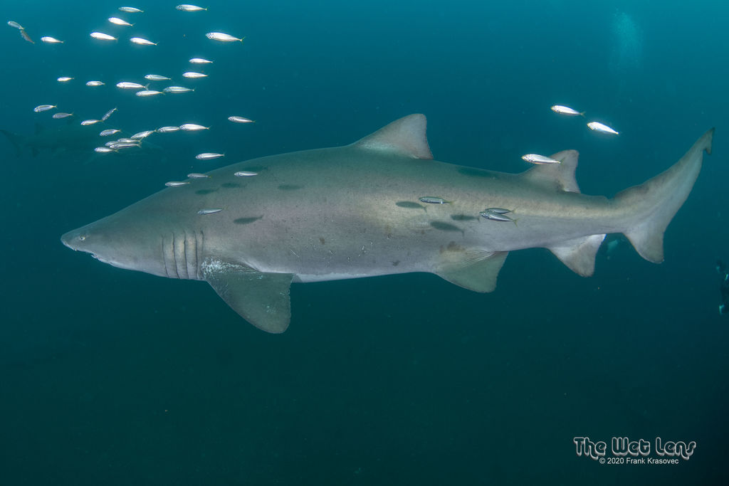 618aa9f9-caeb-4189-8433-1a5c8cc1812d