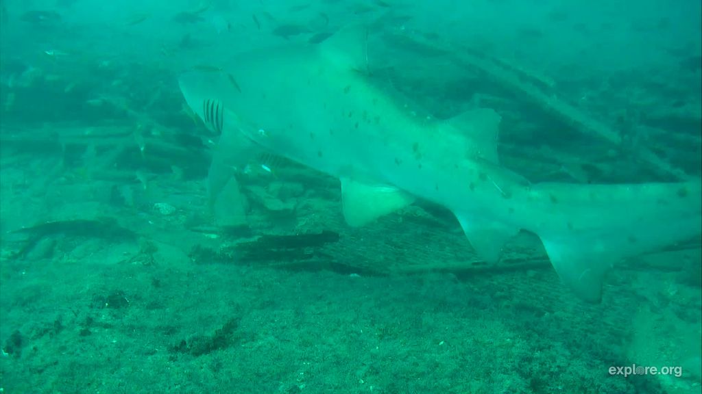 bc26c44e-1892-438f-a1bd-72a0127c3a6e