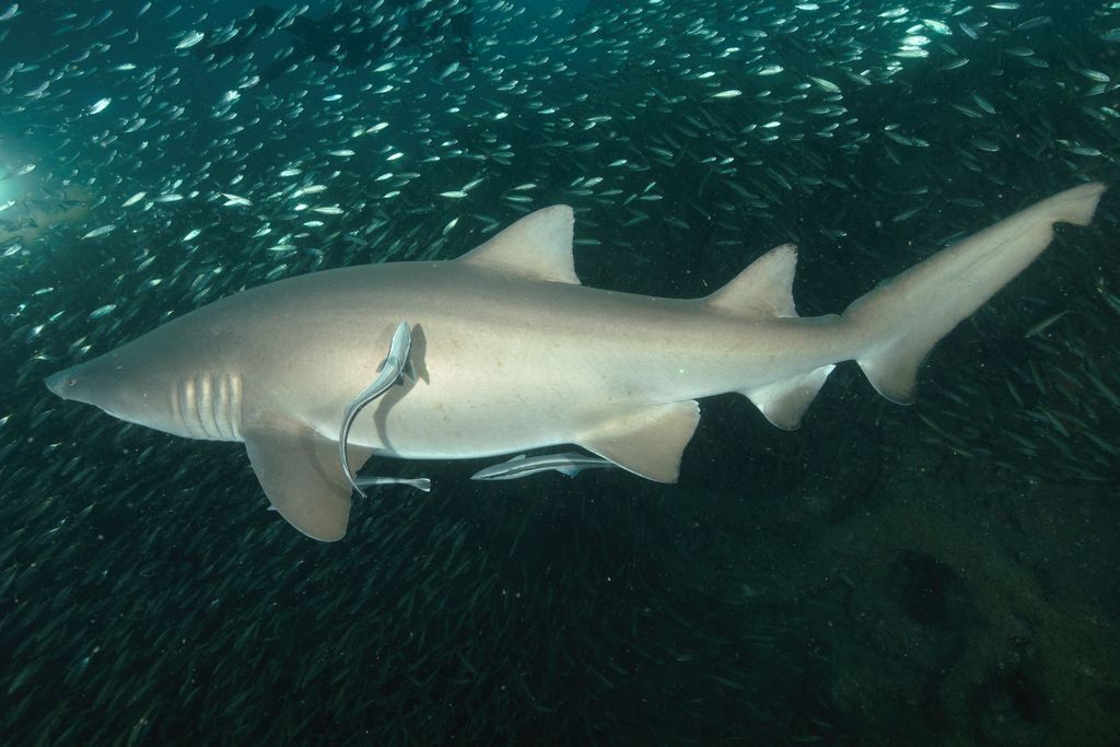 31138bce-1029-4fe9-bf24-e910b276ccc7