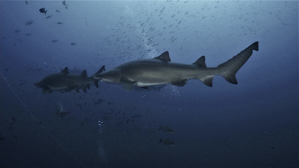 46336df9-a6be-409f-9778-9ecf3af70582