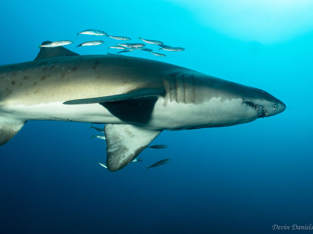 4d4a902f-3b6f-4e14-9dea-4b4c486977f9