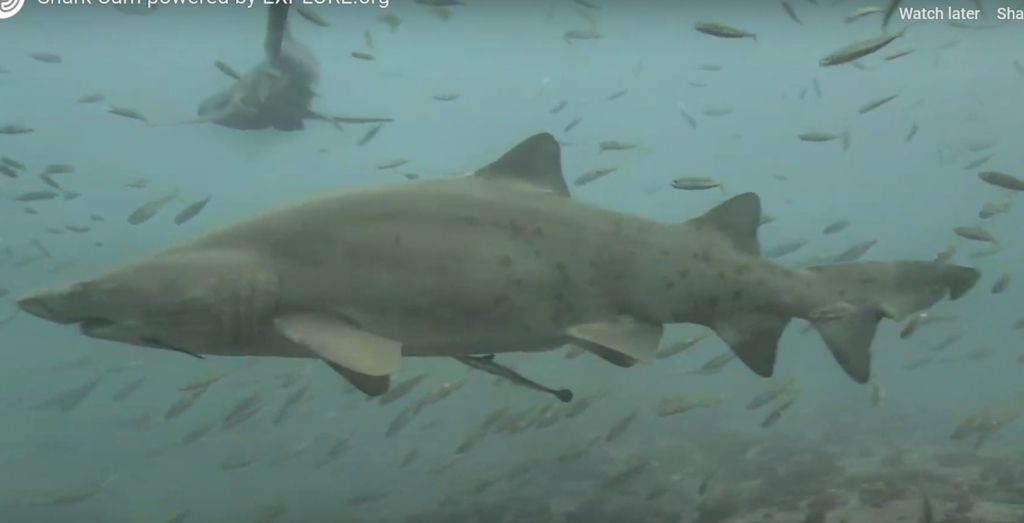 2e697f34-a214-40f2-8c39-d52fbf5d8c54