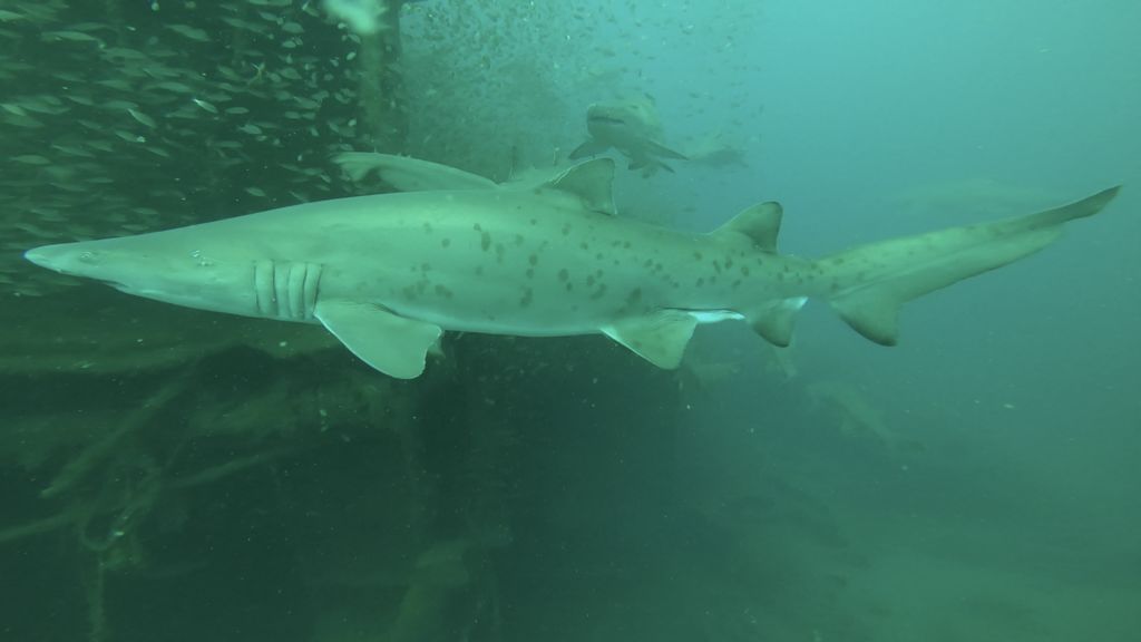 913df257-c25a-485a-8ab1-8132cee0ea78