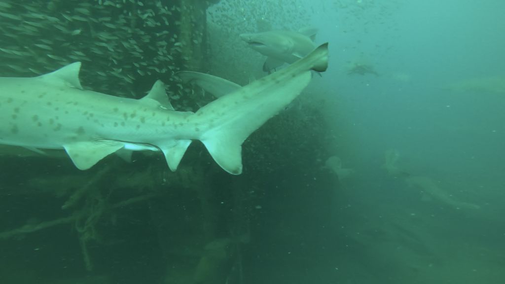 913df257-c25a-485a-8ab1-8132cee0ea78