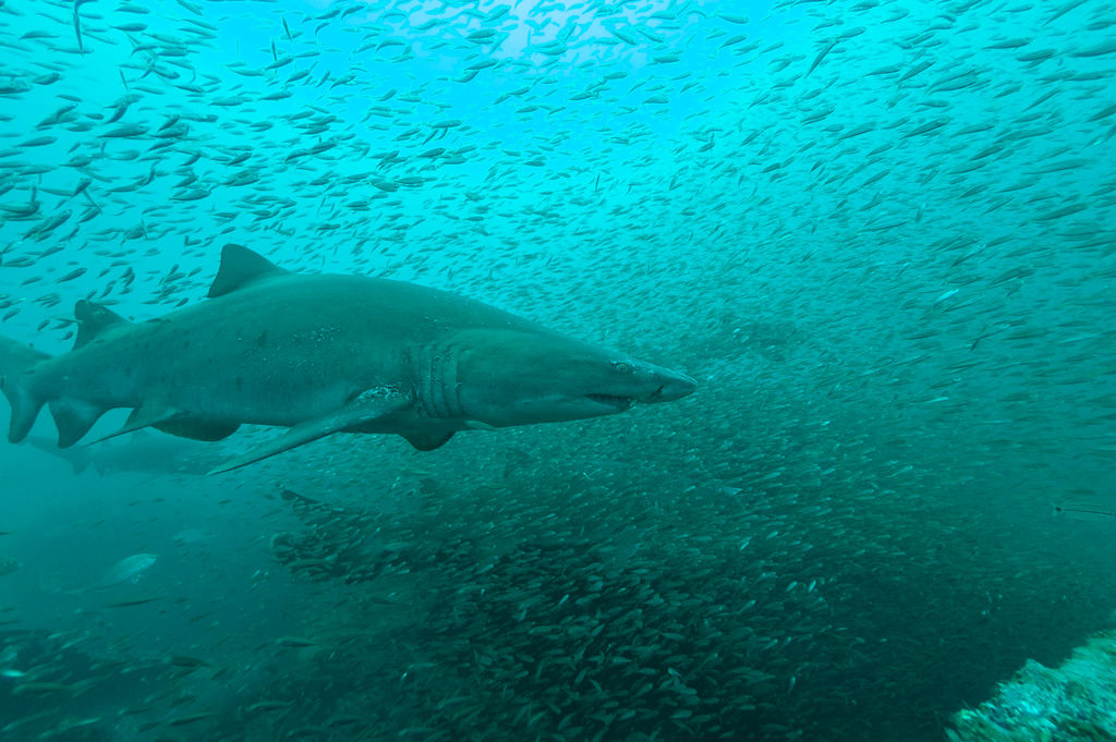 339d9d5a-a41a-4860-8a7b-493b5701eadc