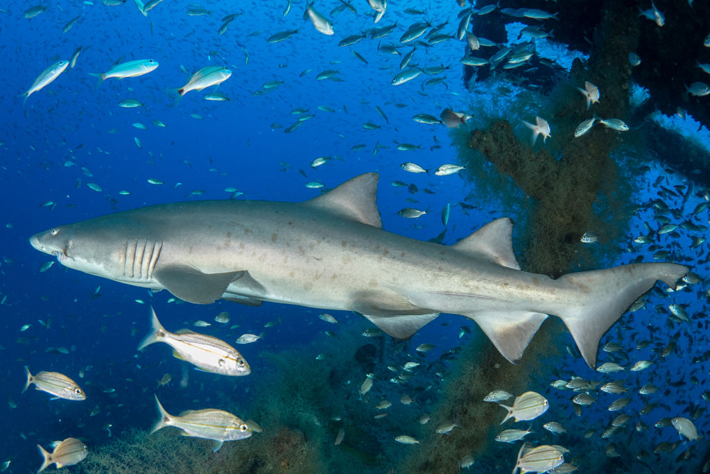 229a0cfb-218e-4505-89a7-6e46c0a6211f