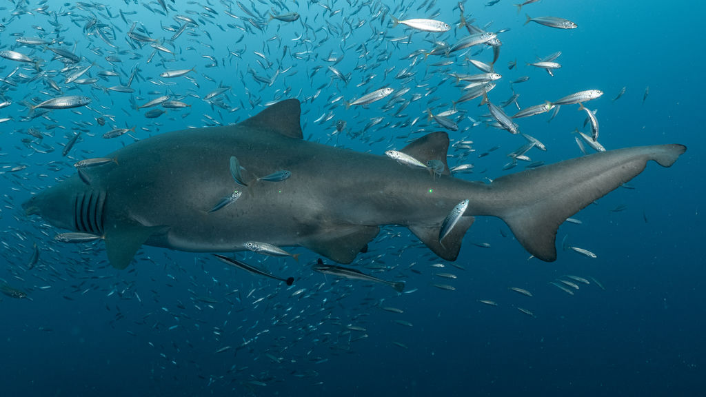 f3fbda0e-27e5-420b-8af8-e7adbac8c942