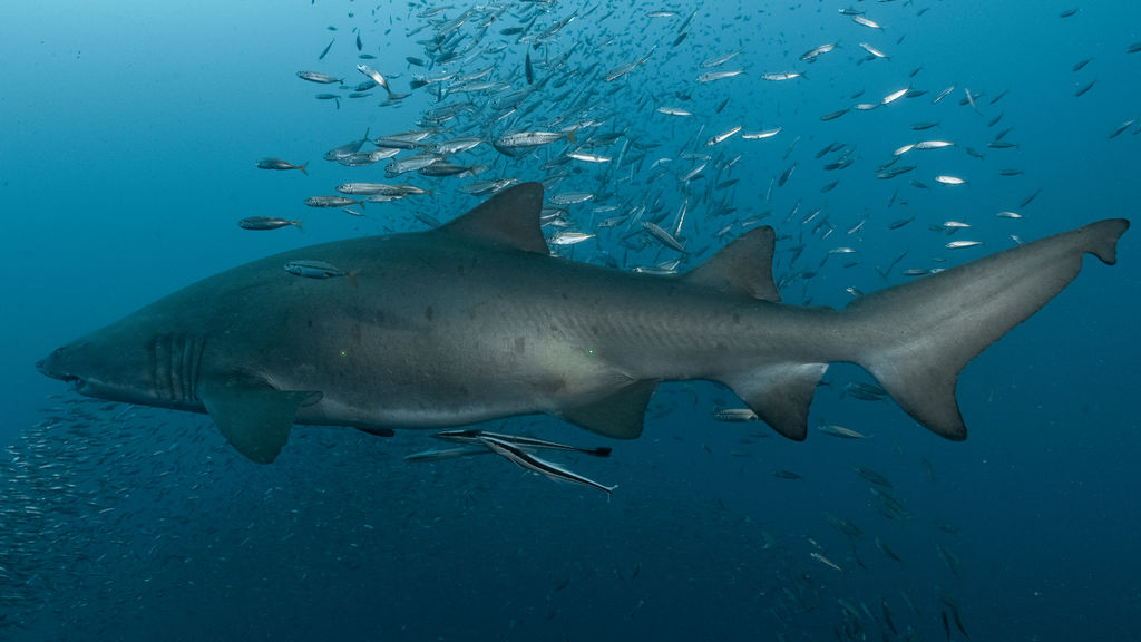 e61a3701-ab76-4b0f-a715-1c12fcb47ab0