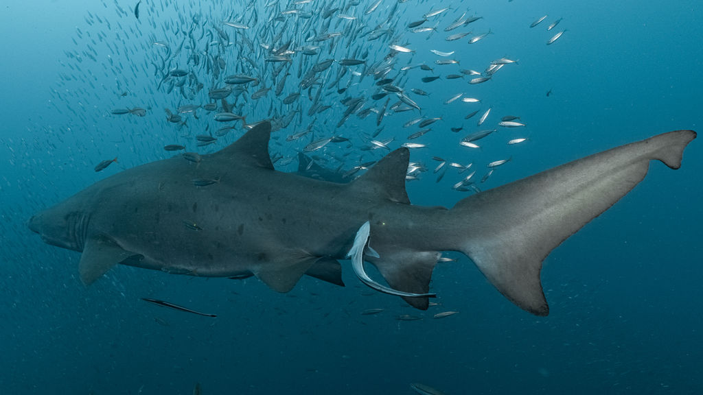 e61a3701-ab76-4b0f-a715-1c12fcb47ab0