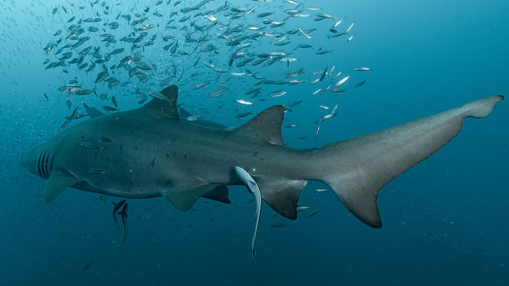 e61a3701-ab76-4b0f-a715-1c12fcb47ab0