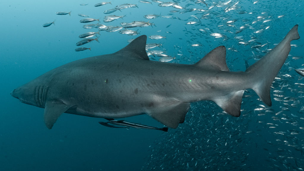 e61a3701-ab76-4b0f-a715-1c12fcb47ab0