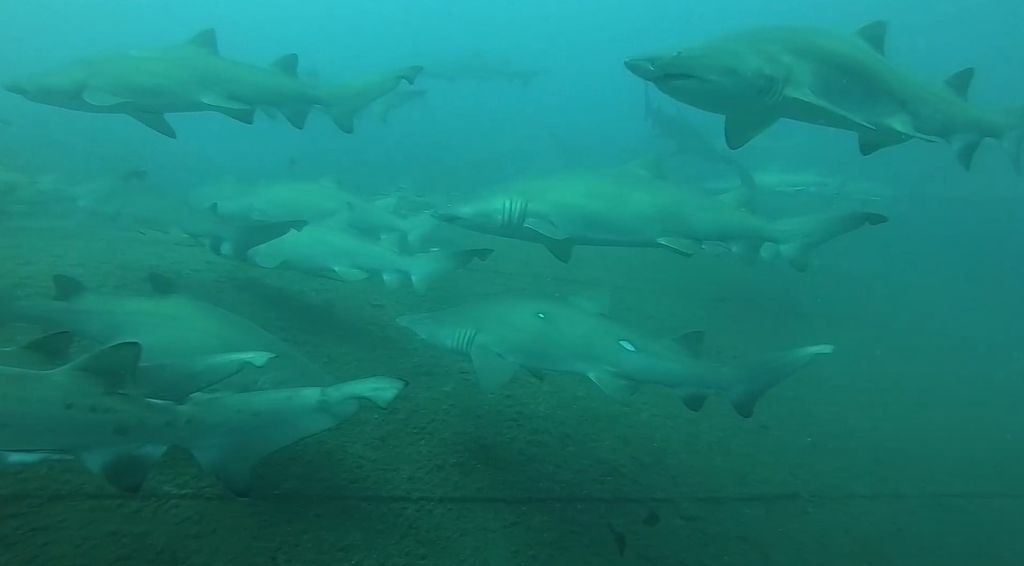 5573f4a6-c15d-4fcb-bc13-cae1a27548cc