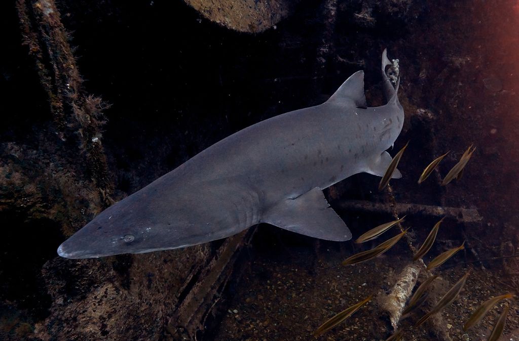 98cc064b-fd7f-49eb-8030-516321b474a0