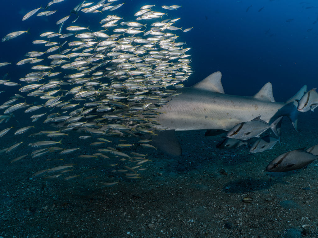 1fdae7f6-15ef-4991-9d91-b1dbb2795527